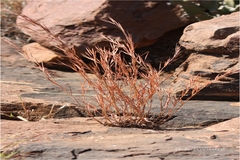 Schizachyrium brevifolium
